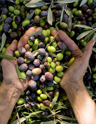 Gemlik Yağlı Sele Siyah Zeytin (231-260 Kalibre) 10 KG - Thumbnail