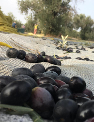 Gemlik Yağlı Sele Siyah Zeytin (231-260 Kalibre) 10 KG - Thumbnail