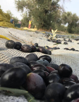 Gemlik Yağlı Sele Siyah Zeytin (231-260 Kalibre) 10 KG