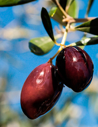 Gemlik Yağlı Sele Siyah Zeytin (351-380 Kalibre) 1 KG - Thumbnail