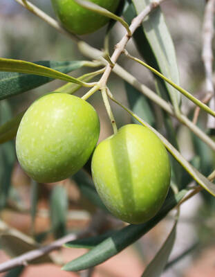 Badem Dolgulu Yeşil Zeytin 1 KG