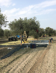 Erken Hasat Soğuk Sıkım Naturel Sızma Zeytinyağı 18 L 2024-2025 Yeni Mahsü - Thumbnail