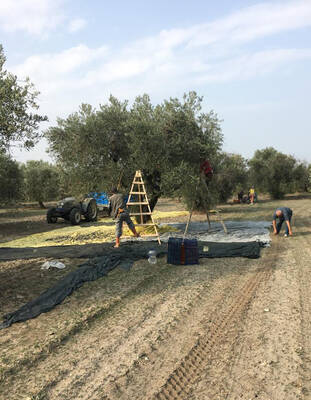 Erken Hasat Soğuk Sıkım Naturel Sızma Zeytinyağı 18 L 2024-2025 Yeni Mahsü