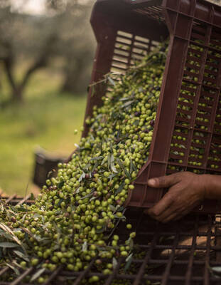 Gemlik Yağlı Sele Siyah Zeytin (261-290 Kalibre - M) 10 KG